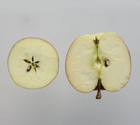 Red Fuji apple